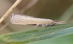 Pediasia dorsipunctellus