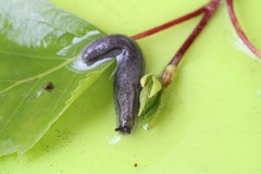 Arion circumscriptus