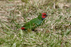 Erythrura pealii