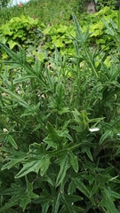 Cirsium vulgare