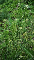 Capsella bursa-pastoris