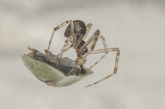 Parasteatoda tepidariorum