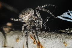 Larinioides sclopetarius