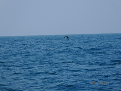 Onychoprion fuscatus