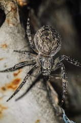 Larinioides sclopetarius