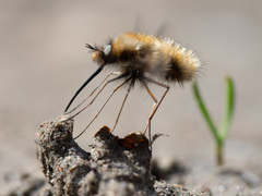 Bombylius major