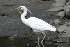 Egretta sacra