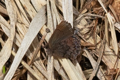 Ahlbergia frivaldszkyi
