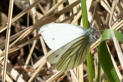 Pieris napi