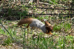 Sciurus vulgaris
