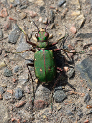 Cicindela campestris
