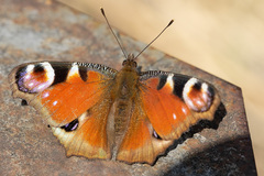 Aglais io