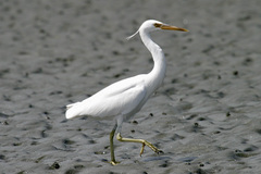 Egretta sacra