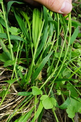 Bromus ramosus