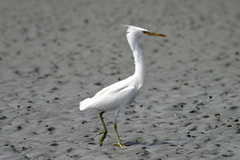 Egretta sacra