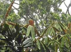 Sciodaphyllum trianae