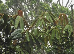 Sciodaphyllum trianae