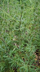 Galium mollugo