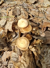 Psathyrella spadiceogrisea