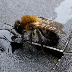 Andrena nitida