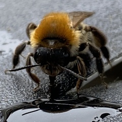 Andrena nitida