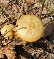 Psathyrella spadiceogrisea