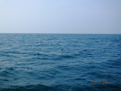 Onychoprion fuscatus