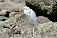 Egretta sacra