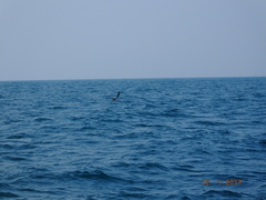 Onychoprion fuscatus