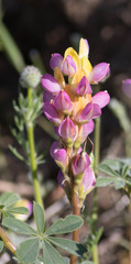 Lupinus stiversii