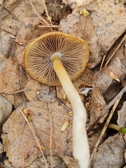 Psathyrella spadiceogrisea