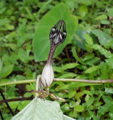 Ceropegia oculata