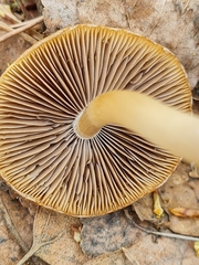 Psathyrella spadiceogrisea