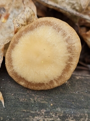 Psathyrella spadiceogrisea