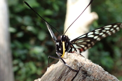 Hestina assimilis formosana