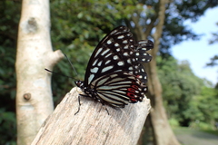 Hestina assimilis formosana