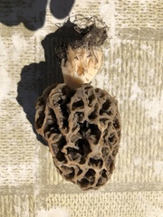 Morchella esculenta