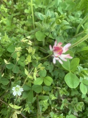 Trifolium hybridum