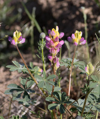 Lupinus stiversii