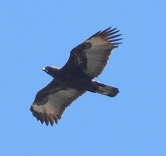 Nisaetus cirrhatus limnaeetus