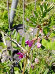 Vicia sativa