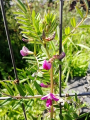 Vicia sativa