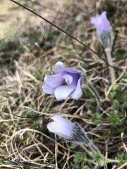 Pulsatilla violacea