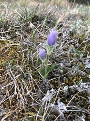 Pulsatilla violacea