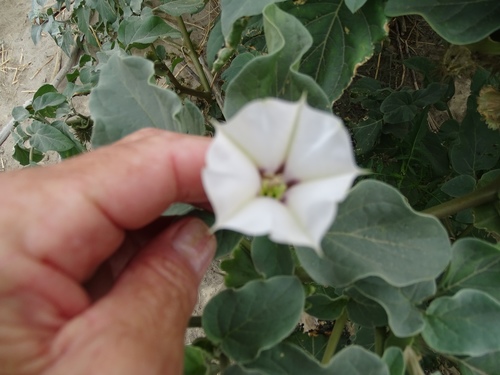Desert thorn-apple (Datura discolor)