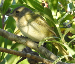 Telophorus olivaceus