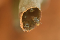 Scaptotrigona postica