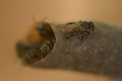 Scaptotrigona postica