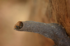 Scaptotrigona postica