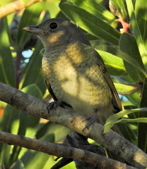 Telophorus olivaceus